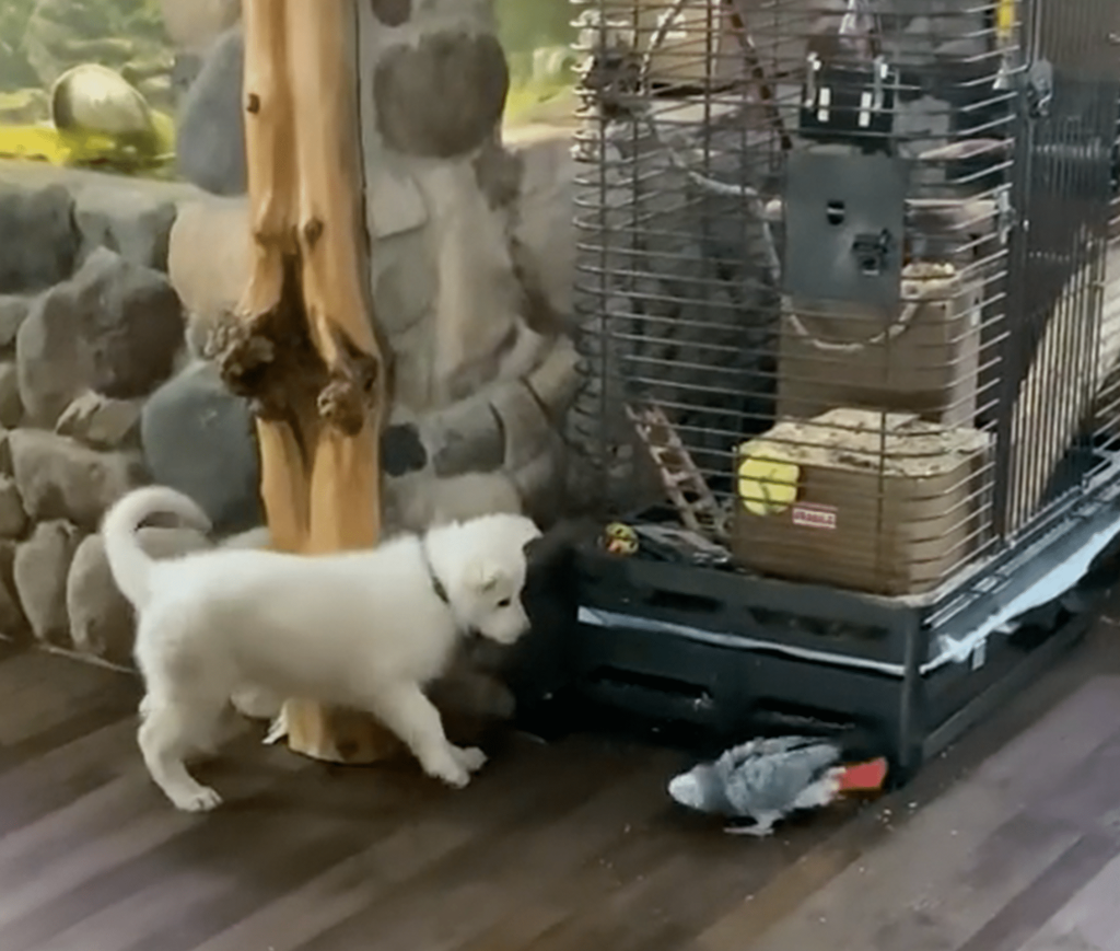 dog and a parrot in house