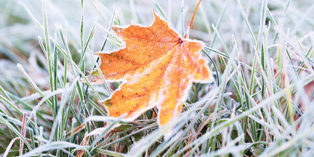Maple leaf with frost on it|laptop with LMN budgeting software on screen