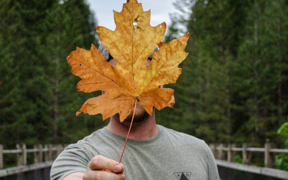 Large Maple leaf held in front of persons face